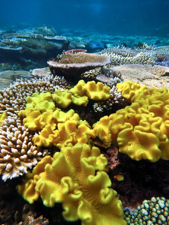 Mai Dive' Astrolabe Reef Resort Naqara Exteriér fotografie