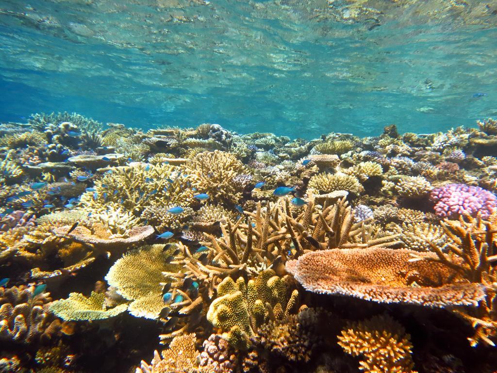 Mai Dive' Astrolabe Reef Resort Naqara Exteriér fotografie