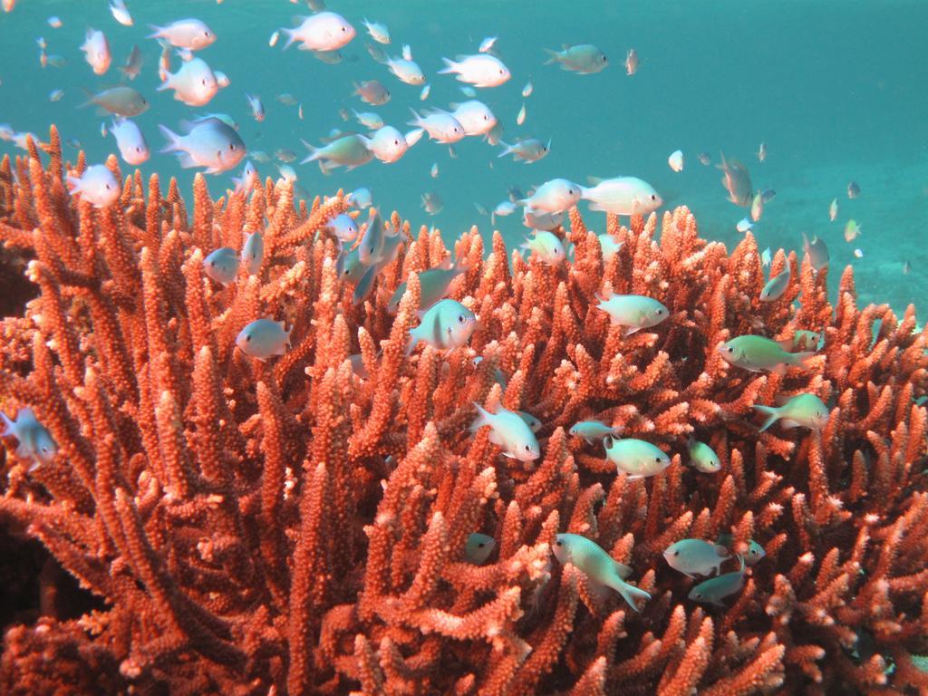 Mai Dive' Astrolabe Reef Resort Naqara Exteriér fotografie